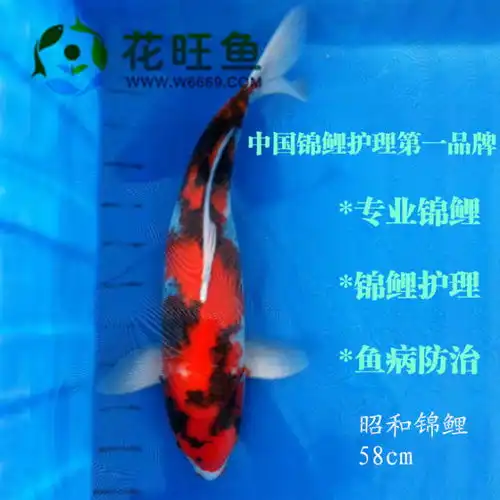 鱼缸锦鲤鱼的藻类以及病菌群控制技术
