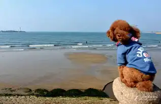 坐在海边看海鸥
