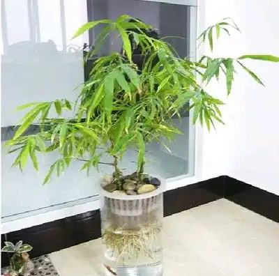 我的天哪这些款盆栽太美了,花最少的钱将你家院子打扮的美观
