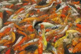 养锦鲤鱼的风水知识

