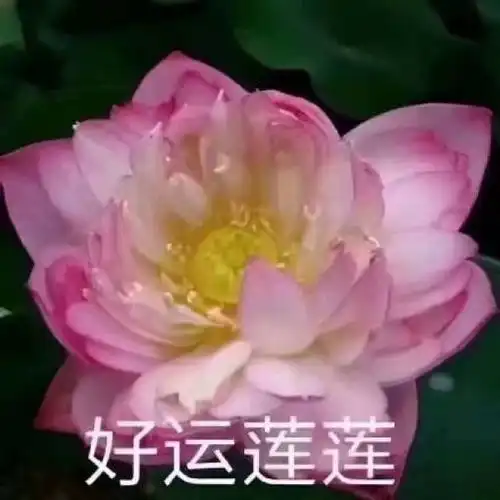 头像打入老年俱乐部就靠这组头像
