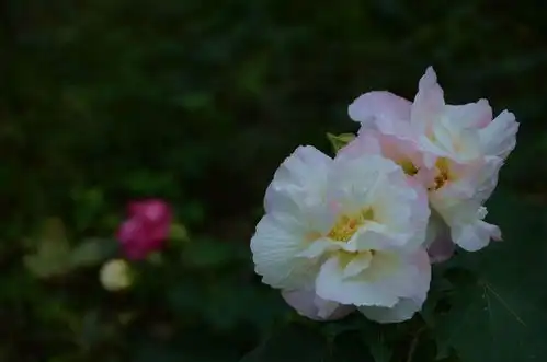 4月,想你成疾,念你成痴,3星座不负爱情,期盼与你厮守
