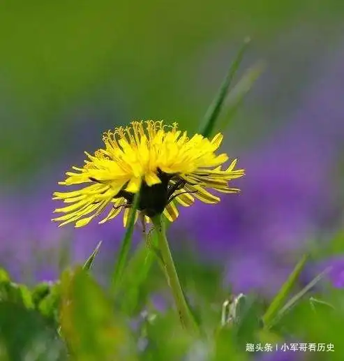狐狸精转世的三生肖女,迷倒男人一大片,让人无法抵抗
