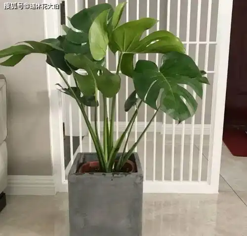 室内空气干就盆栽这3款植物,堪称天然加湿器,谁先养谁多受益
