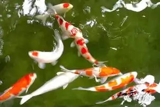 锦鲤鱼之风水千万别忽略了
