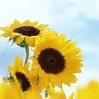 向日葵微信头像微信头像图片大全
