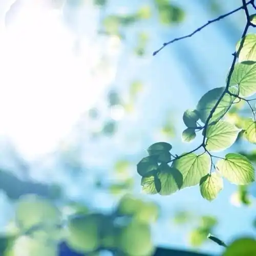 万物需要阳光,生活需要方向
