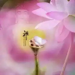 头像佛系莲花花开见佛