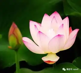 不动声色,方为真善
