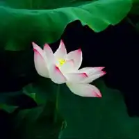 楞严咒心与五大心咒
