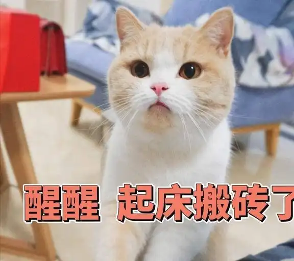 原来养猫有这10大害处,知道还敢养,说明是真爱
