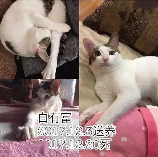 南京一男子收养9只猫咪后相继摔死或失踪网友你他妈真的是不配当人

