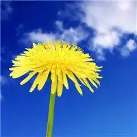 带好运的微信头像花朵吉祥微信头像图片大全
