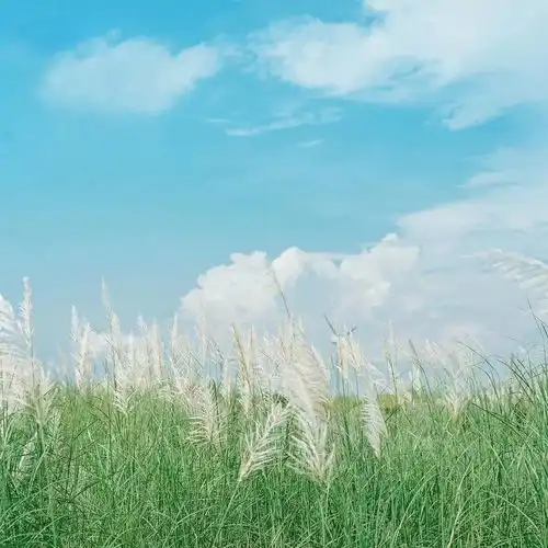 顾城我不知道怎样爱你
