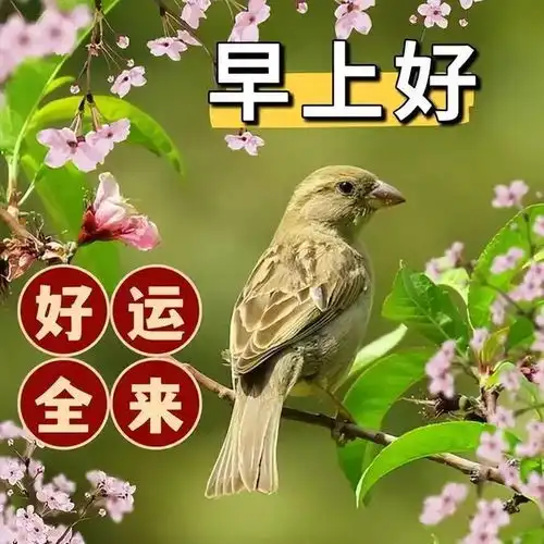 早安图片,新的一天送上三件宝诸位吉祥如意身体好
