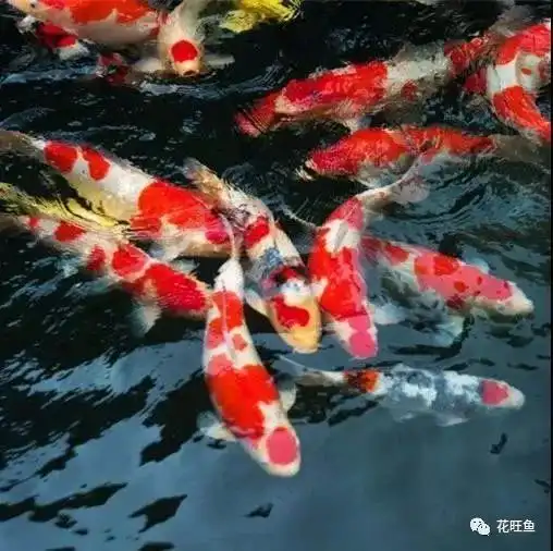 锦鲤养殖过程中,氧气供应原则
