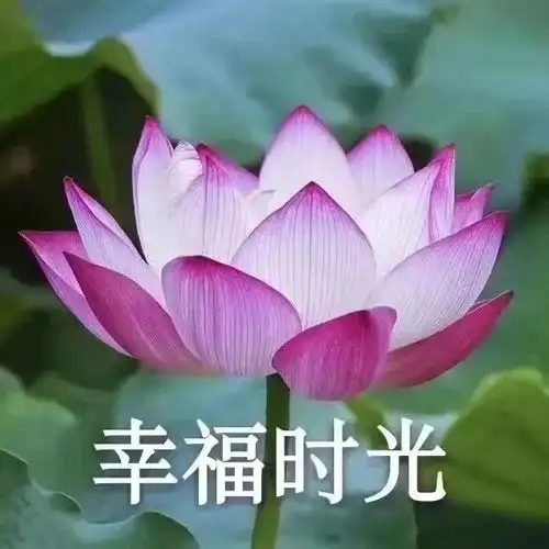 头像心动就是从期待你的打扰开始
