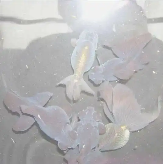 背景图未经你同意没有人能让你难过
