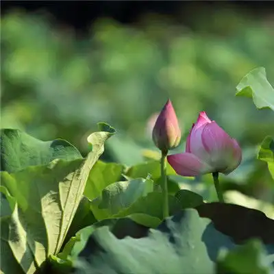 红莲花图片微信头像,好看高清红莲花图片
