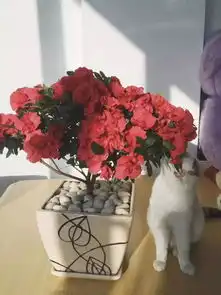 云养猫的来收图这些都很适合做你的头像哟,萌系吊系佛系都有
