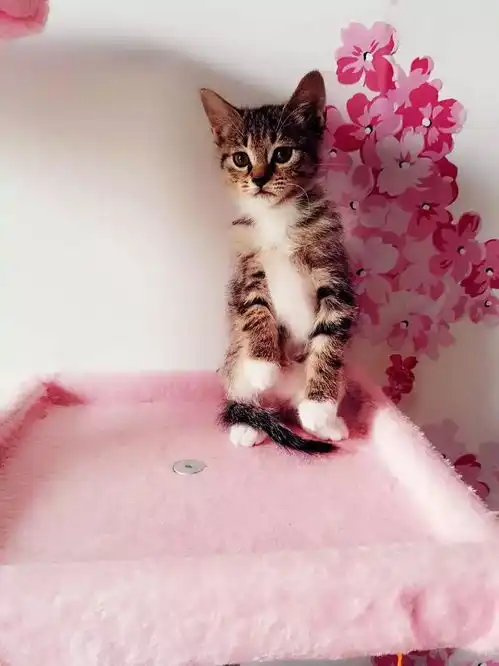 云养猫的来收图这些都很适合做你的头像哟,萌系吊系佛系都有
