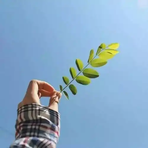 佛系意境微信头像图片大全日式风格