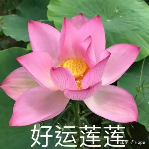 微信聊天有没有搞笑,幽默风趣的表情包可以分享下呢
