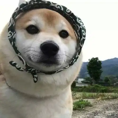佛系心态
