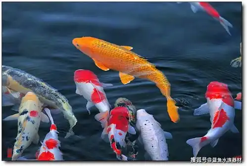 锦鲤鱼怎么养养多少适合

