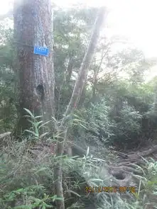 安静的走35我在海南画了一个圈五指山
