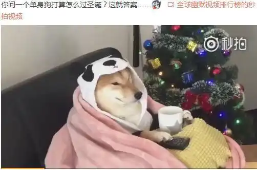 佛系人参看单身圣诞节和情侣圣诞节

