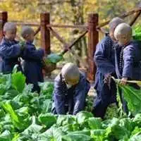 微信头像一帮小和尚微信头像图片大全
