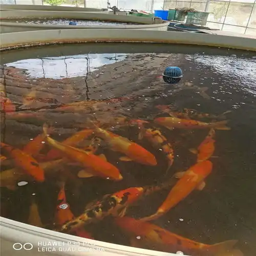 销售鱼池循环系统不锈钢过滤器安全可靠
