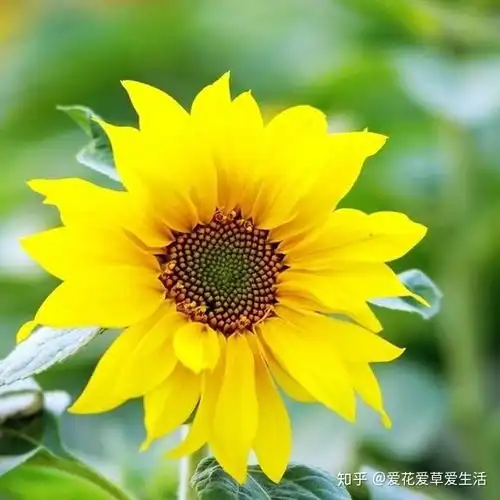 花语集丨向日葵

