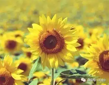 和正能量的人在一起
