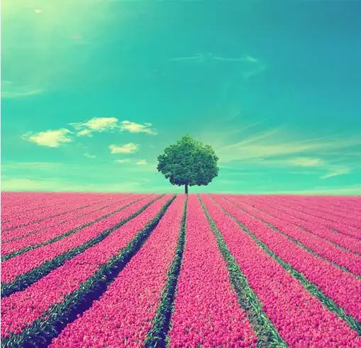 花海,带你看尽这个世界的绚烂
