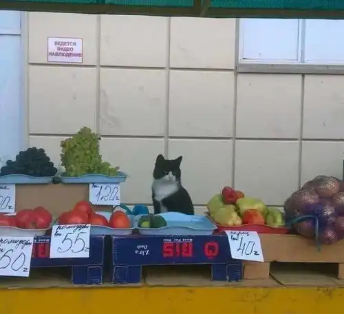 让招财猫看店,结果招来了一条街的小偷
