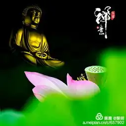禅意莲花
