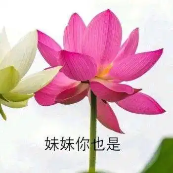 有哪些适合给长辈发的表情包
