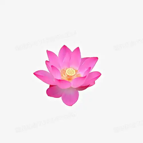 莲花png图片素材免费下载png格式700700像素熊猫办公
