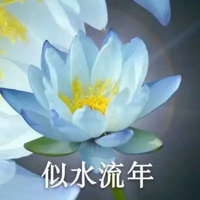 佛系头像莲花,微信佛系佛教意境图片大全
