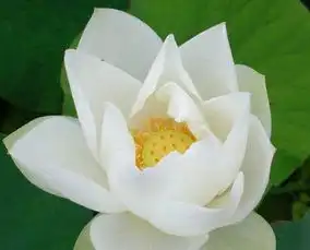 9月下旬必发横财一笔,财路大开的生肖,得财得福,富贵有余
