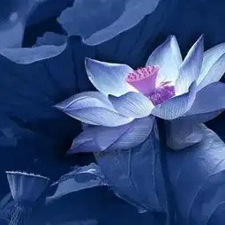 视听我是佛前的一朵青莲寂静绽放...
