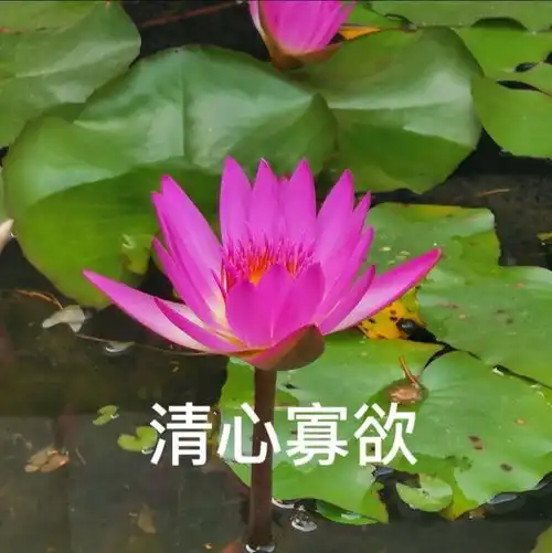 你找不到的中老年潮流头像来了
