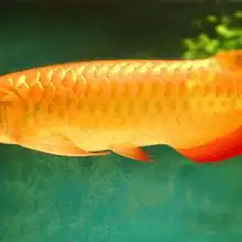 广州花旺鱼批发
