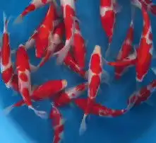 黄页88高清图片
