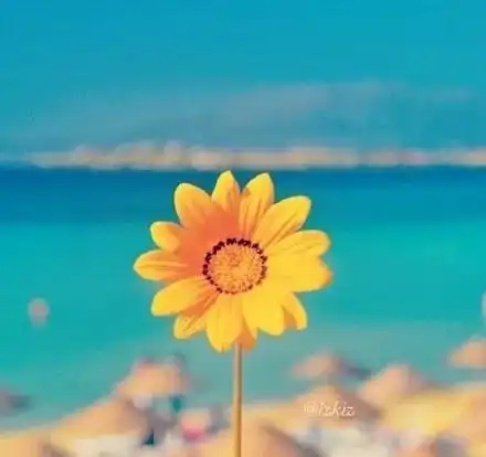 美丽的花朵快来赏花

