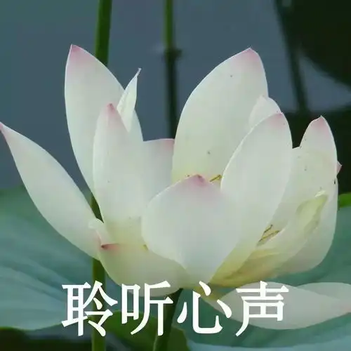 佛系智慧小和尚系列微信头像念经