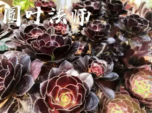 养多肉的佛系小生愿做菩萨那朵莲
