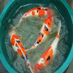 网络114
